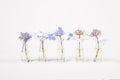 Row of blue flowers in glass jars Royalty Free Stock Photo