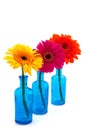 Row blue glass vases with colorful Gerber Royalty Free Stock Photo