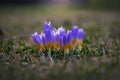 A row of blue-yellow crocuses in the delicate spring sunshine. The first signs of spring are sprouting in the meadow Royalty Free Stock Photo