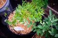 Row of blueberry bush plant growing in container pot with green fruit cluster plant labels, tube irrigation system, wooden mulch