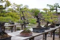 Row of bonsai trees Royalty Free Stock Photo