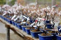 Row of bonsai trees Royalty Free Stock Photo