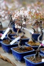 Row of bonsai trees Royalty Free Stock Photo