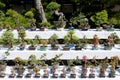 Row of bonsai trees Royalty Free Stock Photo