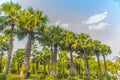 Row of Borassus flabellifer palm tree with green leaves and blue sky background in the green grass park, commonly known as doub pa Royalty Free Stock Photo