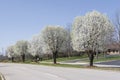 Row of Bradford Pear Trees in Spring