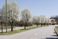 Row of Bradford Pear Trees in Spring