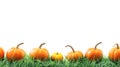 Row of bright orange pumpkins arranged on green grass isolated on white background symbolizing autumn and harvest season Royalty Free Stock Photo