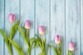 Row of bright pink tulips on blue wooden background, top view Royalty Free Stock Photo