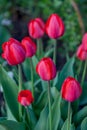 A row of bright red tulips with incompletely opened buds on a blurred background Royalty Free Stock Photo