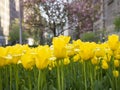 Yellow Tulips on Park Avenue in New York City