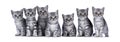 Row of 7 British Shorthair kittens on white Royalty Free Stock Photo