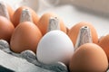 Row of brown chicken eggs with one white egg in cardboard package Royalty Free Stock Photo