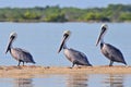 A row of brown pelicans in the Rio Lagartos Natural Reserve, Mexico