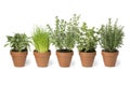 Row of brown terra cotta pots with fresh herbs