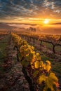 Row of bushes with green leaves on grape plantation against hill in autumn Royalty Free Stock Photo