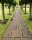 A row of bushy green trees lining a straight paved path