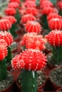 Row Of Cactuses Royalty Free Stock Photo