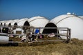 Row of Calf Houses on dairy farm, Livestock stable boxes in bubble form