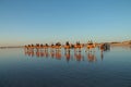 Row of camels on beach at Broome, Western Australia Royalty Free Stock Photo