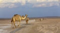 Row of camels walking on a road at sunset in the desert Royalty Free Stock Photo