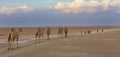 Row of camels walking on a road at sunset in the desert Royalty Free Stock Photo