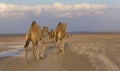 Row of camels walking on a road at sunset in the desert Royalty Free Stock Photo