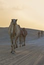 Row of camels walking a road at sunset in the desert artistic co Royalty Free Stock Photo