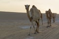 Row of camels walking a road at sunset in the desert artistic co Royalty Free Stock Photo