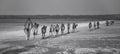 Row of camels walking a road at sunset in the desert artistic co Royalty Free Stock Photo