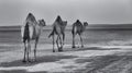 Row of camels walking a road at sunset in the desert artistic conversion Royalty Free Stock Photo