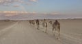 Row of camels walking on a road at sunset in the desert Royalty Free Stock Photo