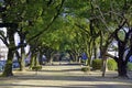 Row of Camphor trees in Yokkaichi city