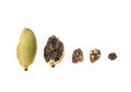 A row of cardamom from a whole green pod to a seed on a white background. Royalty Free Stock Photo