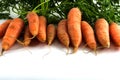 Row of carrots with leaves as a frame background isolated on whi Royalty Free Stock Photo