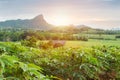 Row of cassava tree in field. Growing cassava, young shoots growing. The cassava is the tropical food plant,it is a cash crop in