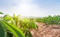 Row of cassava tree in field. Growing cassava, young shoots growing.