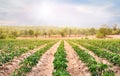 Row of cassava tree in field. Growing cassava, young shoots growing.