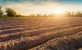 row of cassava tree in field. Growing cassava, young shoots growing. The cassava is the tropical food plant,it is a cash crop in