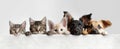 A row of cats and dogs hanging with their paws over a white banner Royalty Free Stock Photo