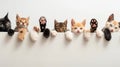 A row of cats and dogs hanging their paws over a white banner. Ideal for social media timelines Royalty Free Stock Photo