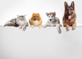 Row of cats and dogs hanging their paws over a white banner. Royalty Free Stock Photo