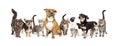 Row of Cats and Dogs Together on White Royalty Free Stock Photo