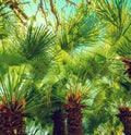 The row of Chamaerops humilis palm trees Royalty Free Stock Photo