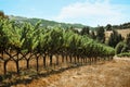 Row of Grapevines on a Summer Day