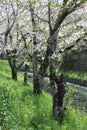 A row of blossoming Sakura trees on a riverbank Royalty Free Stock Photo