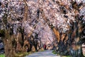 Row of cherry blossom tree with cherry blossom falling petals in springtime, Kyoto in Japan