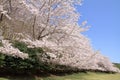 Row of cherry blossom trees at Higashi Izu cross country course