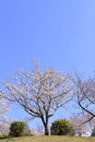 Row of cherry blossom trees at Inatori highland Royalty Free Stock Photo
