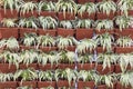 Row of Chlorophytum bichetii Royalty Free Stock Photo